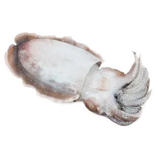 头足类(22)海鲜超市商品红酒白底图免抠实物摄影png格式图片透明底