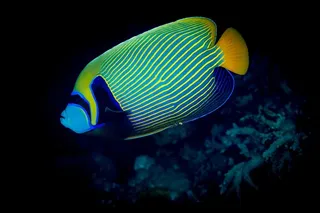 美丽的热带鱼高清图素材