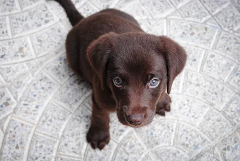 拉布拉多幼犬图片 拉布拉多幼犬图片
