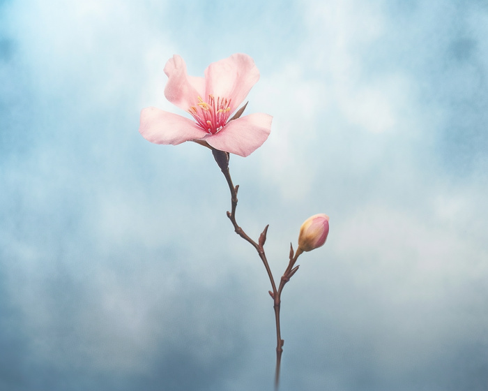 多云背景的粉红色花朵川内凛子的风格花朵摄影图