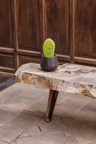 绿色仙人掌仙人球摄影素材