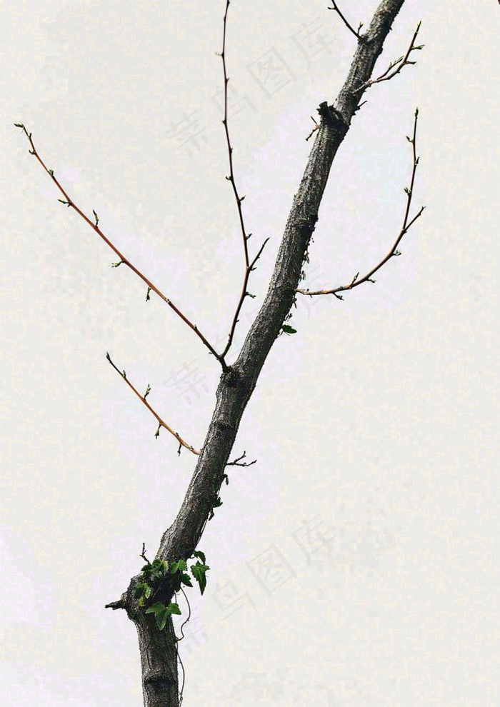 简约白底户外枝叶树枝，极简中国风，立冬摄影图