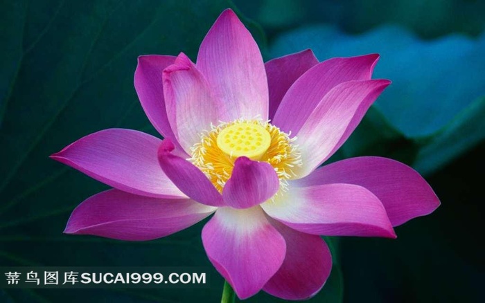 高清荷花特写图片