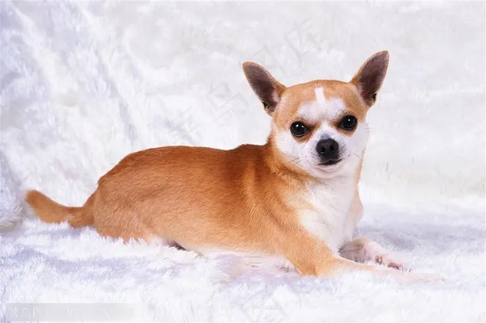 小型犬-趴着伸直脑袋的狗狗