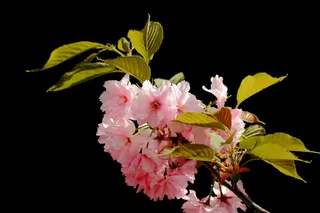 插画 插图 背景 底图 壁纸 元素