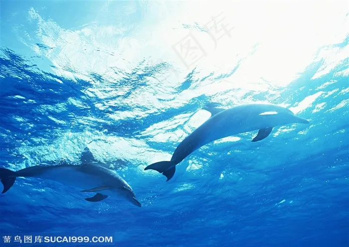 海洋生物-一前一后弯曲着身子游行的海豚
