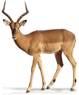 藏羚羊素材动物