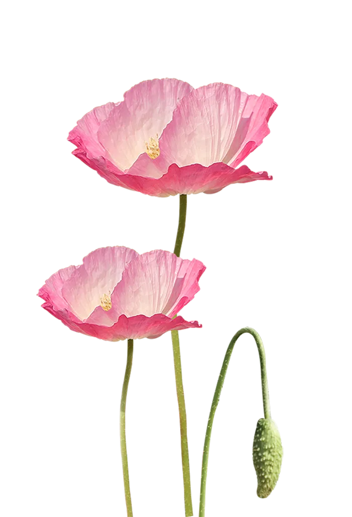 免抠粉色花朵图片