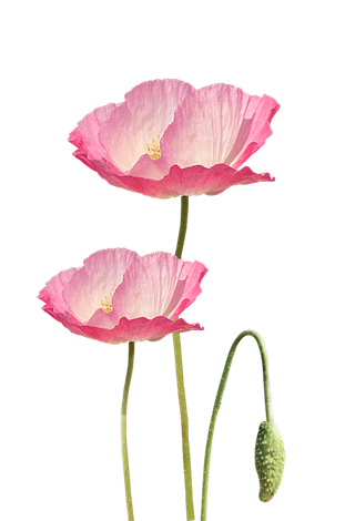 免抠粉色花朵图片