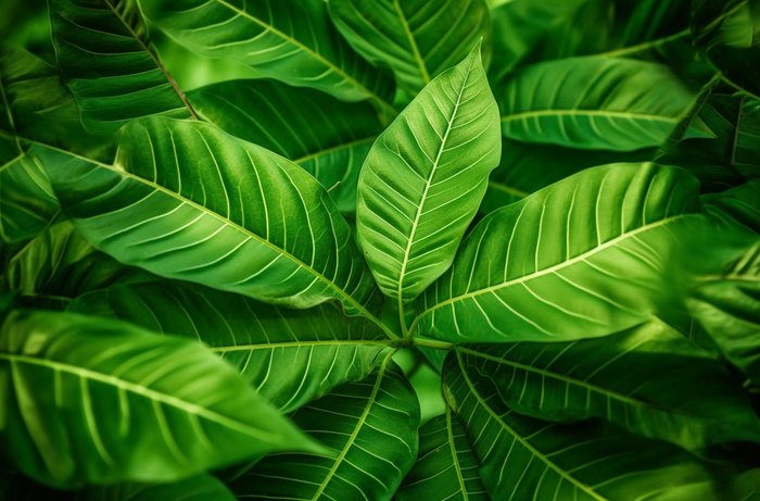 一棵树的特写绿叶摄影图