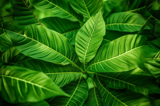 一棵树的特写绿叶摄影图