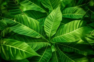 一棵树的特写绿叶摄影图