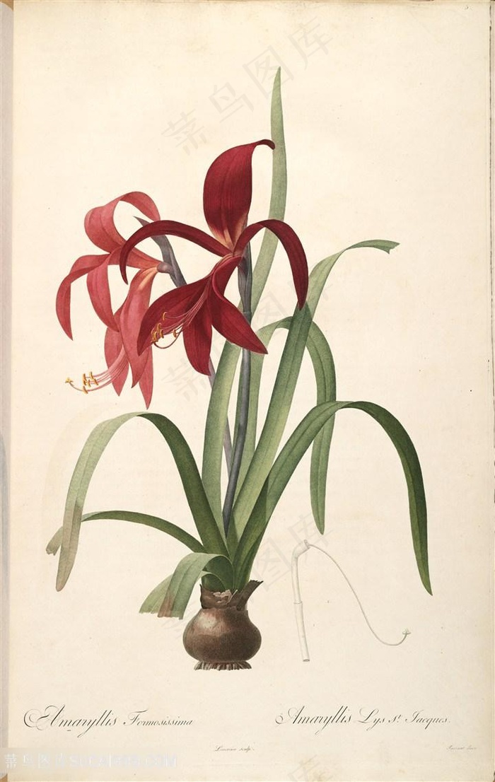 高清花草唯美花卉雷杜德原版图谱