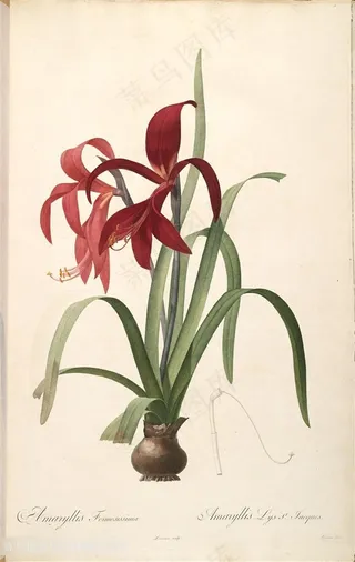 高清花草唯美花卉雷杜德原版图谱