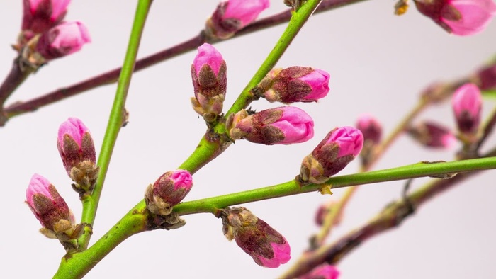 粉红色的花朵在树枝上绽放