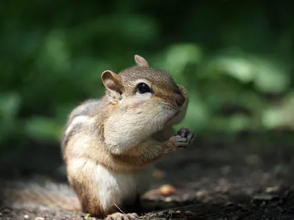 松鼠可爱动物园动物设计素材森林野生