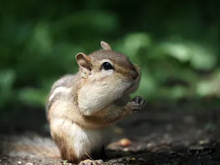 松鼠可爱动物园动物设计素材森林野生