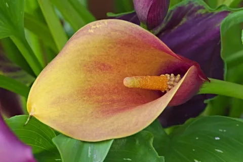 马蹄莲花图片 马蹄莲花图片