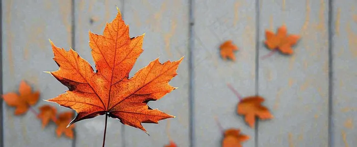 秋天红色秋叶简约特写，立秋秋分摄影图(1712x704)