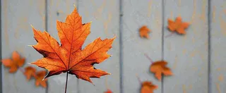 秋天红色秋叶简约特写，立秋秋分摄影图