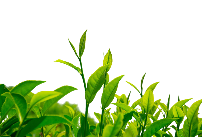 绿色茶叶、茶苗免扣素材