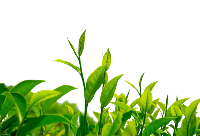绿色茶叶、茶苗免扣素材