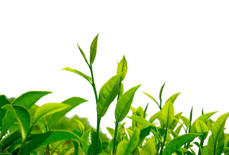 绿色茶叶、茶苗免扣素材