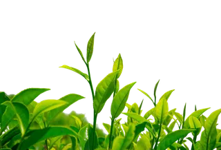 绿色茶叶、茶苗免扣素材