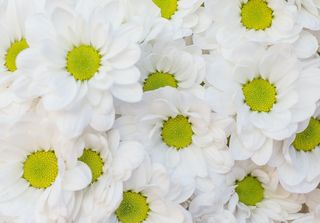 白色纯洁雏菊摄影素材