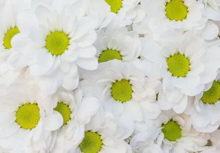 白色纯洁雏菊摄影素材