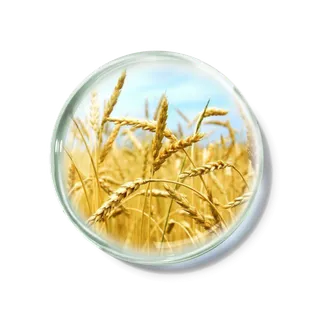 化妆品产品成分—小麦胚芽 免抠图