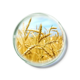 化妆品产品成分—小麦胚芽 免抠图