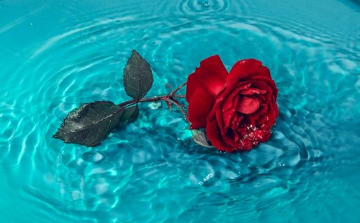玫瑰花摄影图情人节玫瑰花配图图片 玫瑰花摄影图情人节玫瑰花配图图片