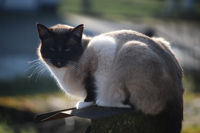 猫流浪猫野猫山猫动物猫仔设计素材小猫