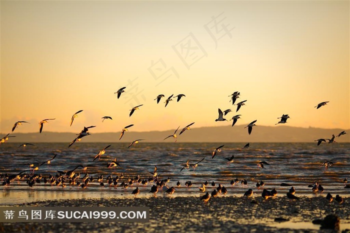 黄昏海边海鸥美景图片