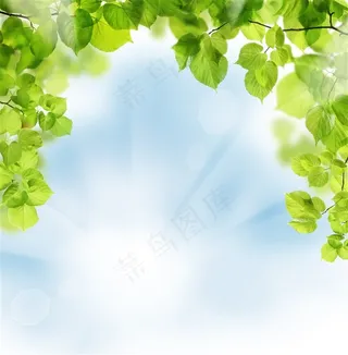 阳光照耀的绿色树叶高清图片