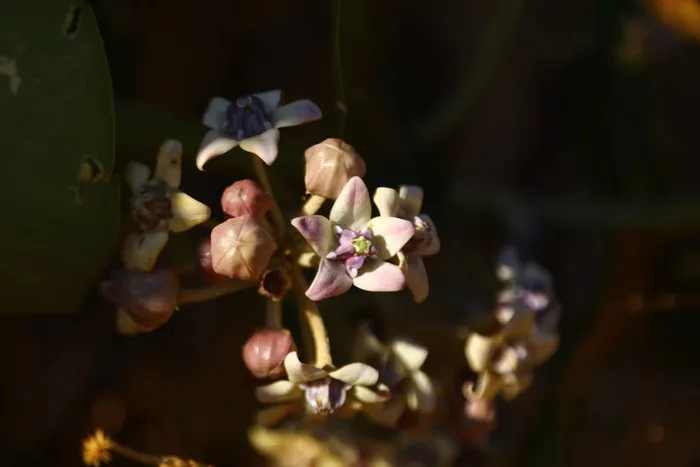 牛角瓜的花 牛角瓜的花