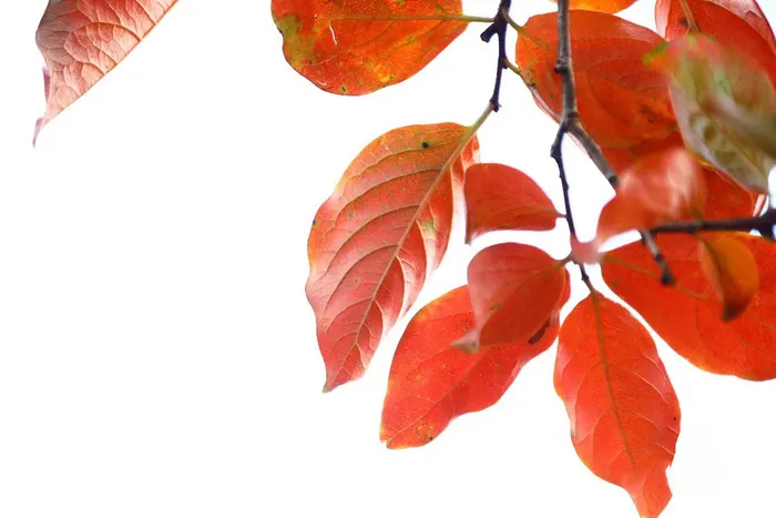 红色柿子叶背景图 红色柿子叶背景图