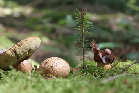 野生草地蘑菇图片 野生草地蘑菇图片