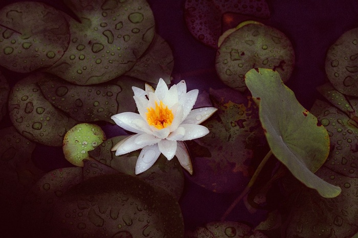 雨后亭亭玉立---白荷花