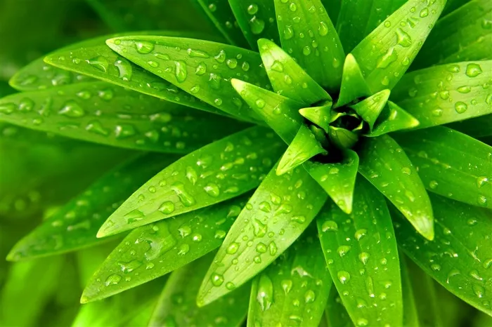 绿色叶片的水珠图片