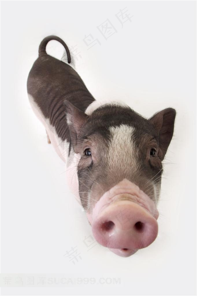 宠物猪猪鼻子特写图片