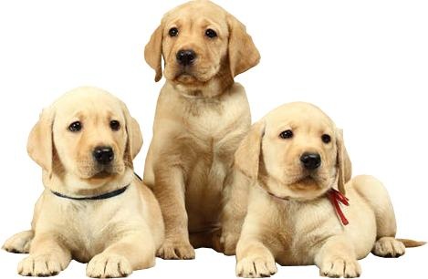 拉布拉多犬 PNG免抠(469x306)