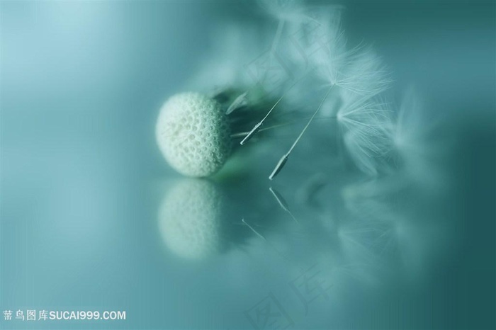 高清唯美蒲公英种子特写鲜花图片