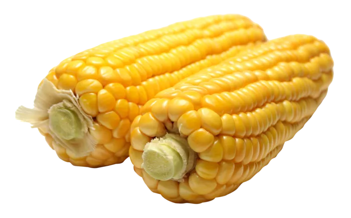 玉米两根粗粮
