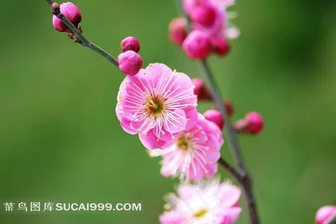 娇媚的梅花摄影素材