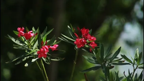 花朵, 植物, 自然, 春天, 开花, 花园, 夏天