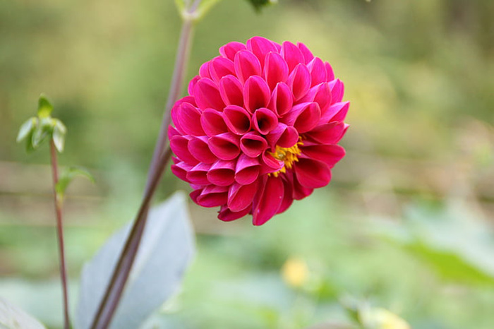 花朵 花束 植物 素材 (214)