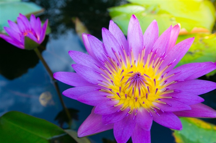 唯美池塘粉色睡莲鲜花图片