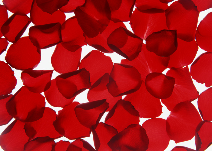 花团红玫瑰花瓣